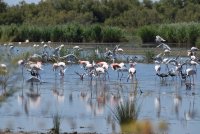 Passion Nature Camargue - Flamants © Passion Nature Camargue