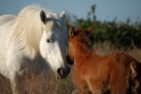 Safari Labrousse - Chevaux © Safari Labrousse