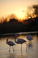 Safari Labrousse - Flamants © Safari Labrousse