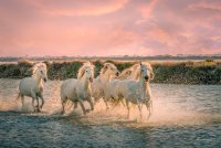 Camargue Sauvage - Camargue et chevaux camarguais © Camargue Sauvage