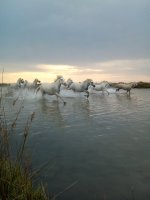 Camargue Sauvage - Cheval blanc de Camargue © Camargue Sauvage