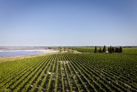 Domaine royal de Jarras - Vignes © Domaine royal de Jarras