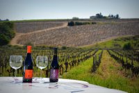 Vigno'Vins - Vin et vignoble © Vigno'Vins