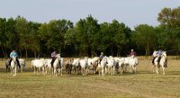 Manade puig le Cailar - Chevaux de Camargue © Manade Puig