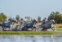 Manade Puig - Chevaux de Camargue © Manade Puig