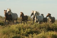 Manade Puig - Chevaux de Camargue © Manade Puig