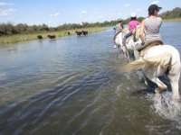 daladel - cheval;Camargue © Droits libres cheval;Camargue