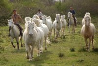 daladel - cheval, Camargue © Droits libres cheval, Camargue