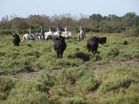 daladel - cheval;Camargue © Droits libres cheval;Camargue