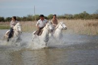 daladel - cheval;Camargue © Droits libres cheval;Camargue