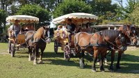 Les Calèches de Camargue - Promenade en Calèche © Les Calèches de Camargue