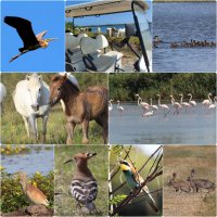 Visite - Safari en voiturette électrique dans la réserve du Petit Rhône_Vauvert - La reserve du Petit Rhône © La réserve du Petit Rhône