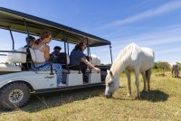Safari en voiturette &eacute;lectrique - R&eacute;serve du Petit Rh&ocirc;ne_Vauvert &copy; Chadam communication