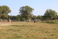 Visite de la manade Agnel_Le Cailar &copy; OT Coeur de Petite Camargue