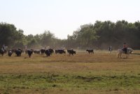 Visite de la manade Agnel_Le Cailar &copy; OT Coeur de Petite Camargue