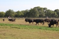 Visite de la manade Agnel_Le Cailar &copy; OT Coeur de Petite Camargue
