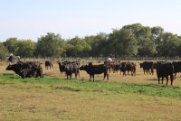 Visite de la manade Agnel_Le Cailar &copy; OT Coeur de Petite Camargue