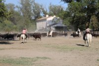 Visite de la manade Agnel_Le Cailar &copy; OT Coeur de Petite Camargue