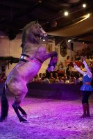  &copy; cabaret equestre de camargue