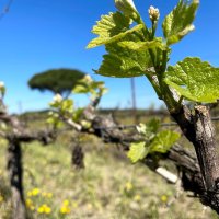 Visite sensorielle - Mas Saint Pierre - Feuille de vigne - Mas Saint Pierre © DR / [Mas Saint Pierre]