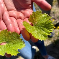 Visite sensorielle - Mas Saint Pierre - Vigneron touchant une feuille de vigne - Mas Saint Pierre © DR / [Mas Saint Pierre]