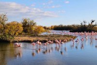 Safari Camargue Passion - Flamants © Safari Camargue Passion