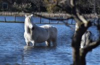 Passion Nature Camargue - Cheval © Passion Nature Camargue