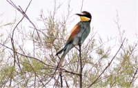 Passion Nature Camargue - Oiseau © Passion Nature Camargue