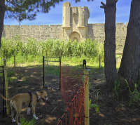 R&eacute;cr&eacute;aDog : parc &agrave; chiens_Aigues-Mortes &copy; 