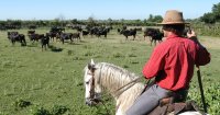 Camargue decouverte - Camargue decouverte © Camargue decouverte