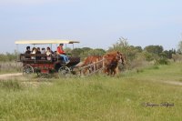 Camargue decouverte - Camargue decouverte © Camargue decouverte