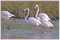 Camargue decouverte - Camargue decouverte © Camargue decouverte