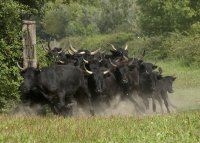 Camargue decouverte - Camargue decouverte © Camargue decouverte