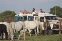 Camargue decouverte - Camargue decouverte © Camargue decouverte