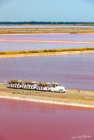 Salin du d'Aigues-Mortes - Visite en petit train © Salin du d'Aigues-Mortes