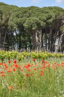 Domaine Terres de sable_Aigues-Mortes © Domaine Terre de Sable