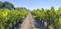 rang&eacute;e de vignes &copy; domaine du petit chaumont