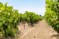 Domaine de Montcalm_Vauvert &copy; Chadam communication