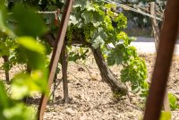 Domaine de Montcalm_Vauvert &copy; Chadam communication