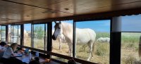 Compagnie des bateaux d'Aigues-Mortes - Chevaux © Compagnie des bateaux d'Aigues-Mortes