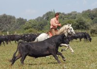 Camargue Découverte - Gardian à cheval © Droits libres