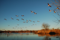  © L'escapade de Camargue