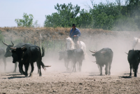  © L'escapade de Camargue