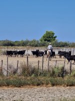 Les soirées Camarguaises - Domaine Royal de Jarras_Aigues-Mortes - Tri de taureaux © Office de tourisme d'Aigues-Mortes