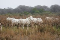 Les soirées Camarguaises - Domaine Royal de Jarras_Aigues-Mortes - Chevaux de Camargue © Office de tourisme d'Aigues-Mortes