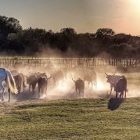 Les soirées Camarguaises - Domaine Royal de Jarras_Aigues-Mortes - Taureaux de Camargue © Office de tourisme d'Aigues-Mortes