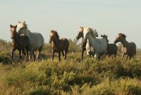 A la rencontre du cheval Camargue_Le Cailar &copy; Manade Puig