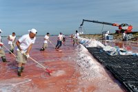 Visites de la r&eacute;colte de la fleur de sel - Salin d'Aigues-Mortes_Aigues-Mortes &copy; 