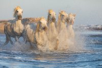 Chevaux &agrave; la plage &copy; CECILE DOMENS