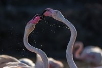 Flamants roses &copy; CECILE DOMENS